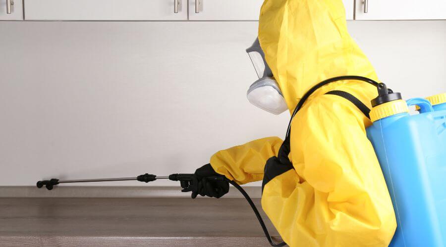 Professional pest elimination services in Dumfries